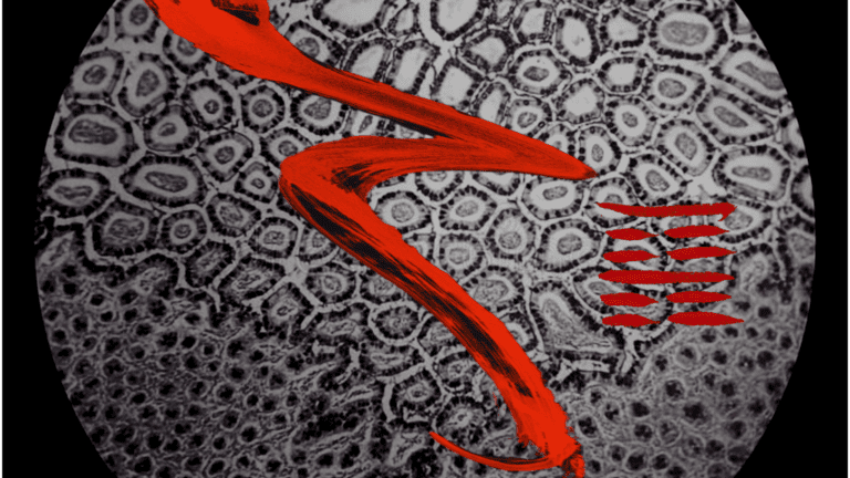 Oráculos interiores by GMZ - células del riñon